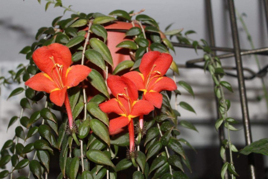 Колумнея microphylla