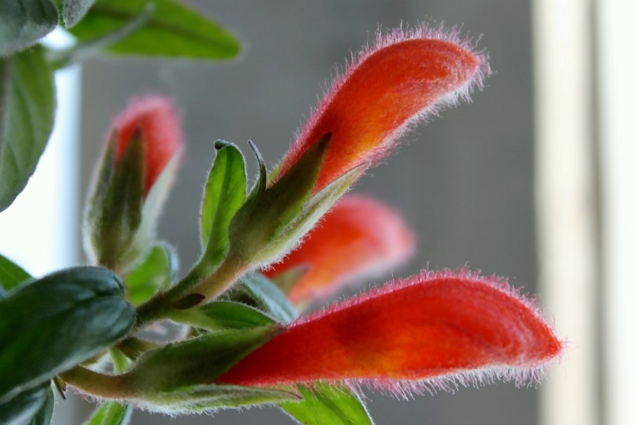 Колумнея цветок