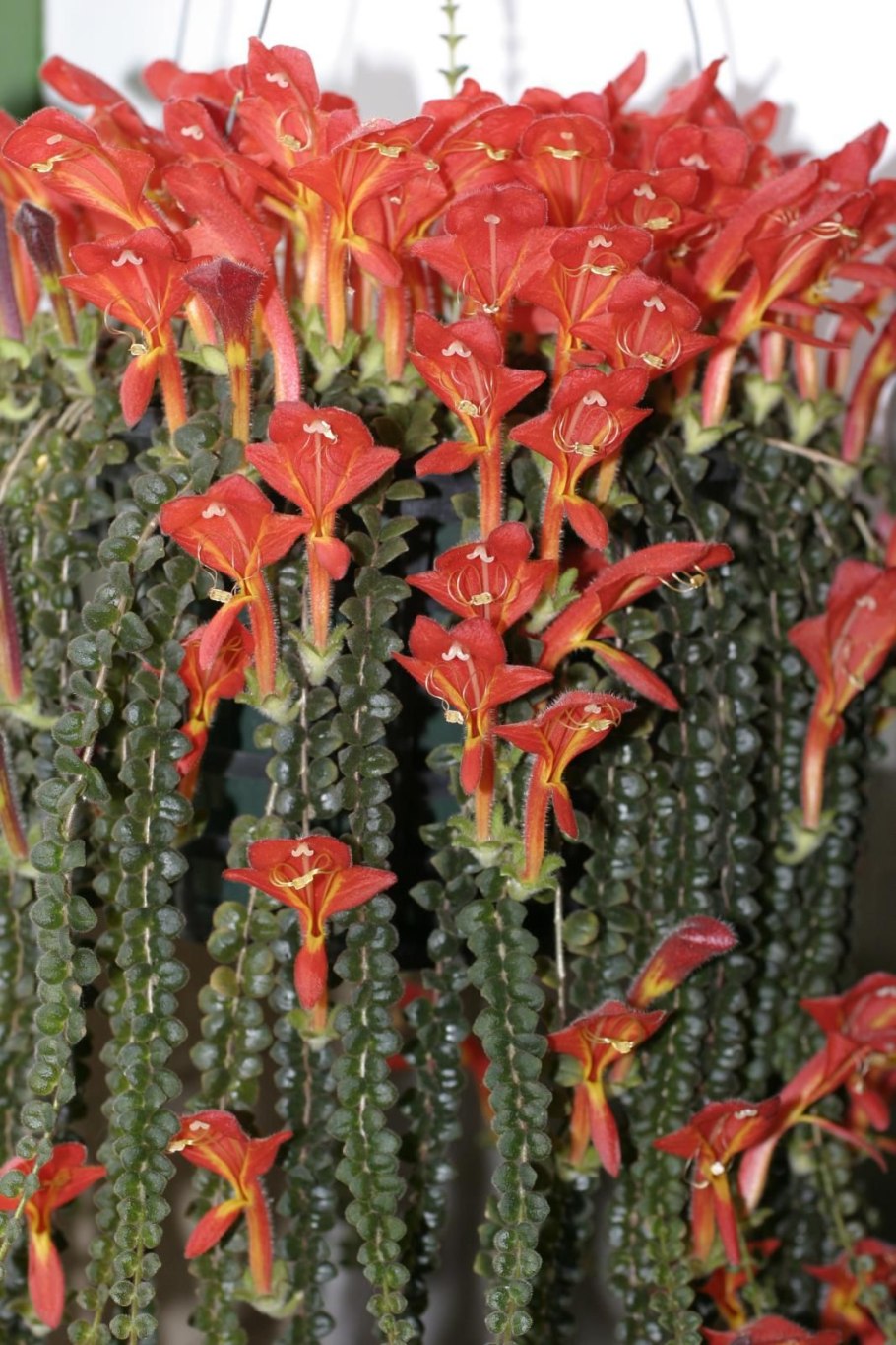 Колумнея кьюсская