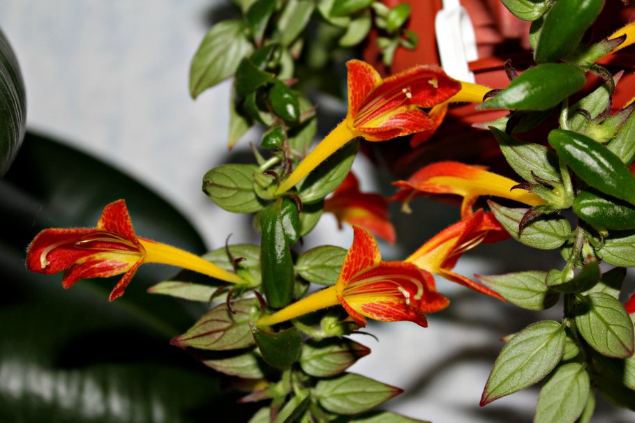 Колумнея кьюсская