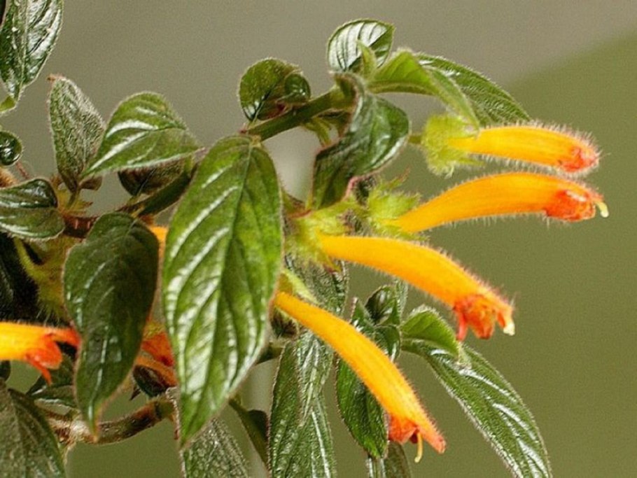 Колумнея кьюсская