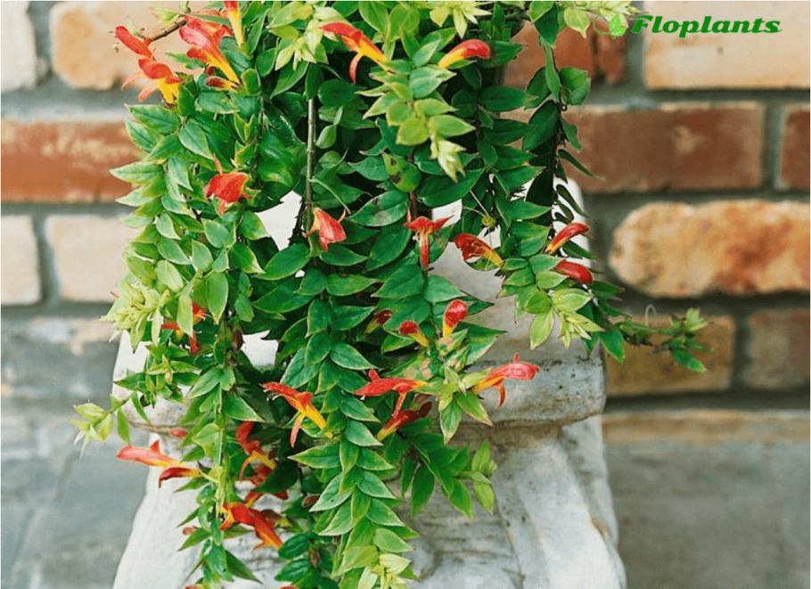 Колумнея линеарис