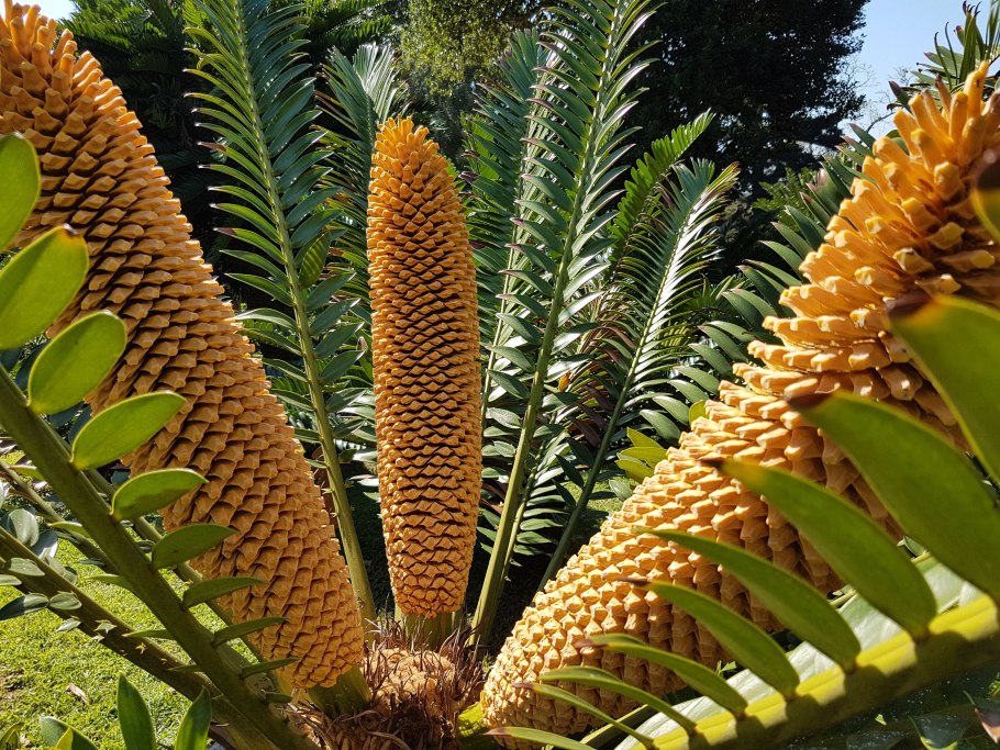 Энцефаляртос Вуда Encephalartos woodii