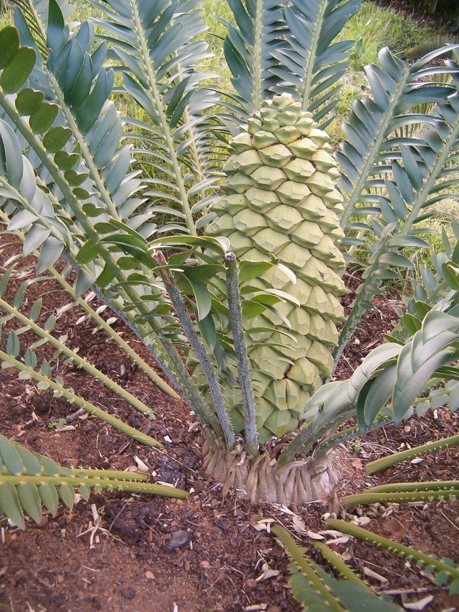 Encephalartos woodii