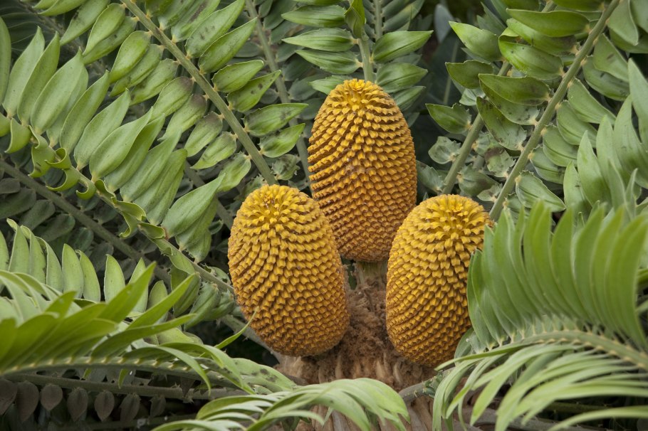 Encephalartos transvenosus