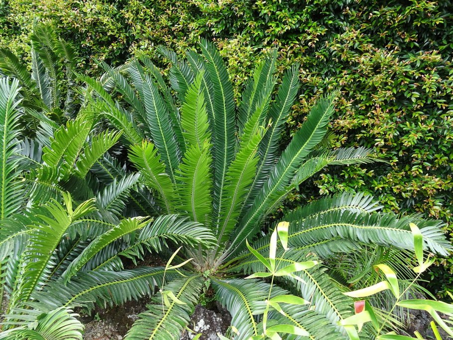 Encephalartos cupidus
