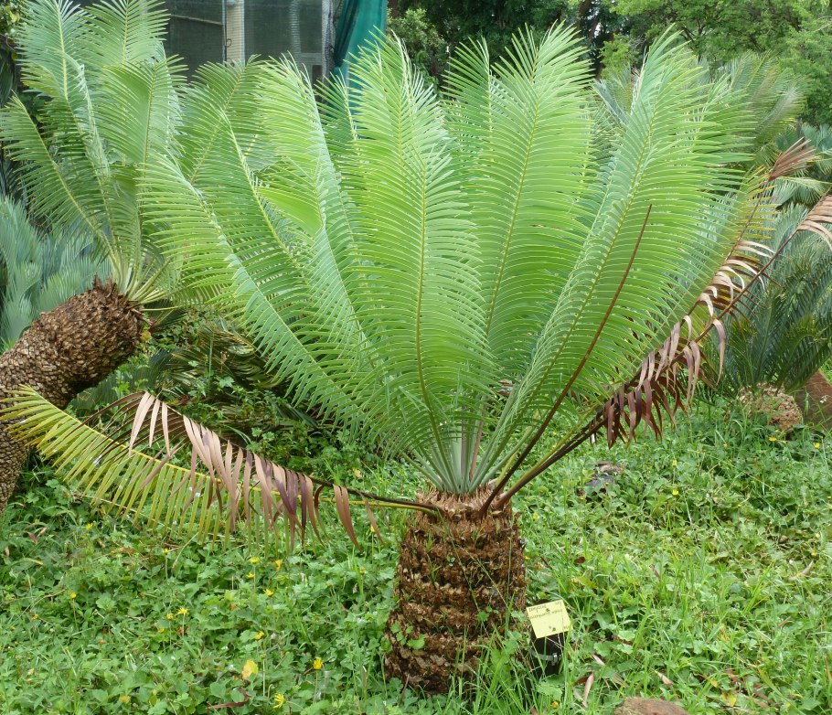 Encephalartos саговник