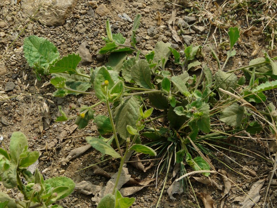 Парусник Карна