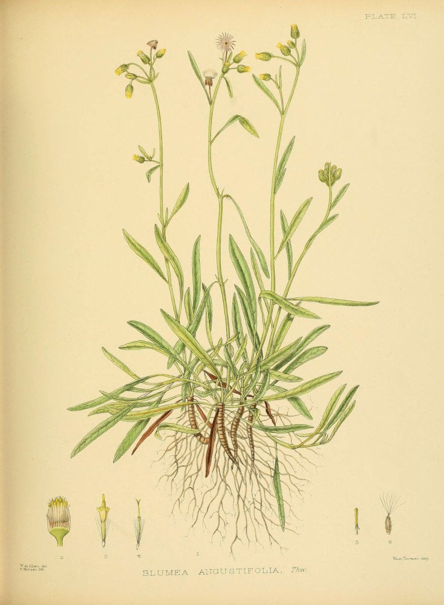 Лепестки лаванды