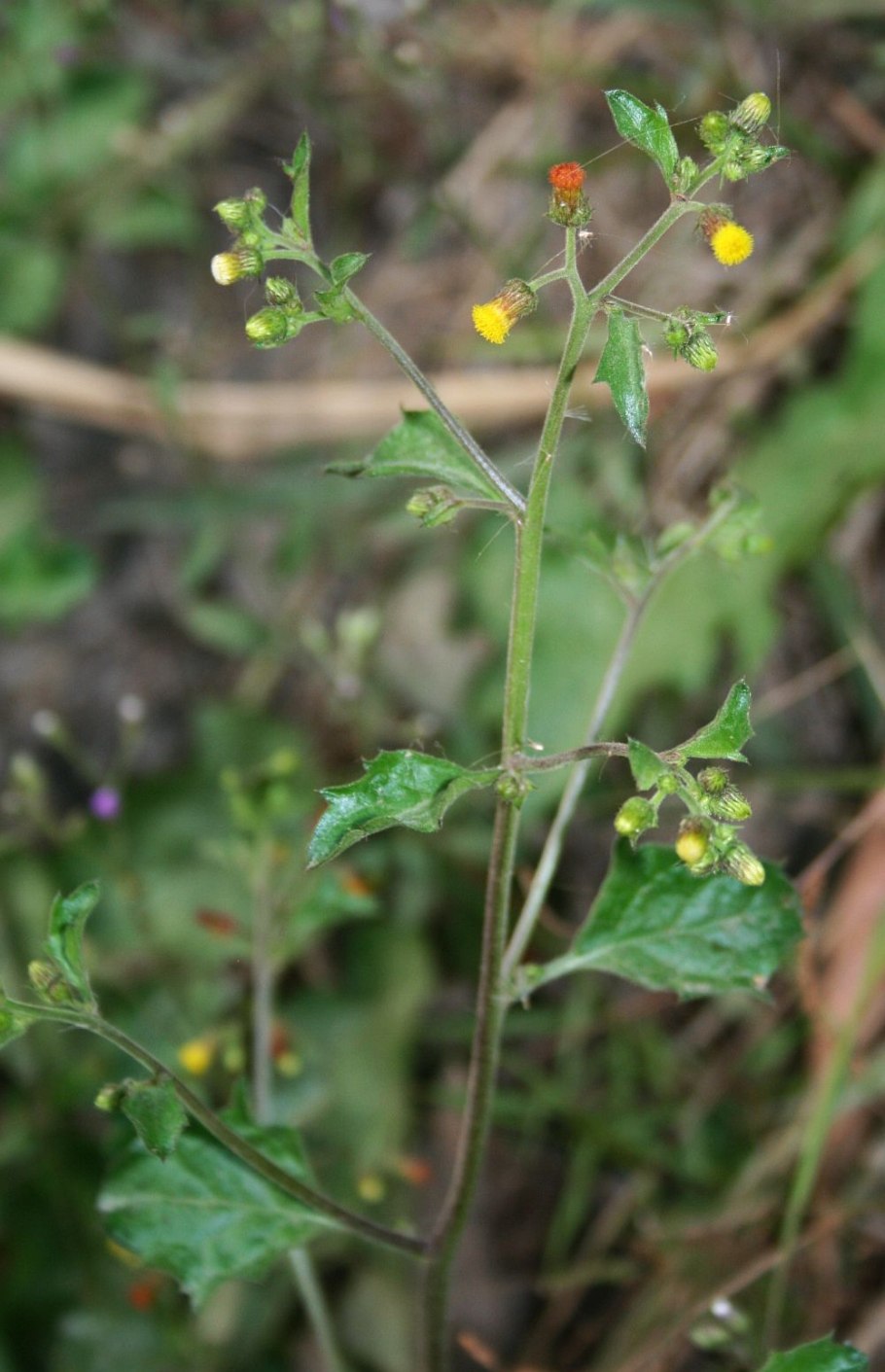 Блюмея камфорная