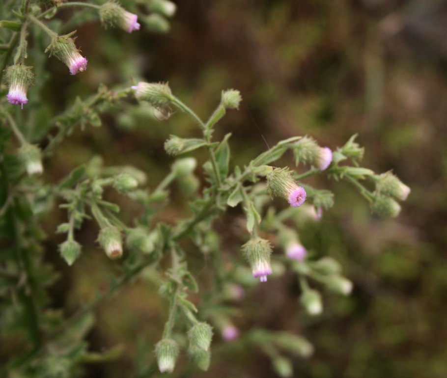 Sambong купить