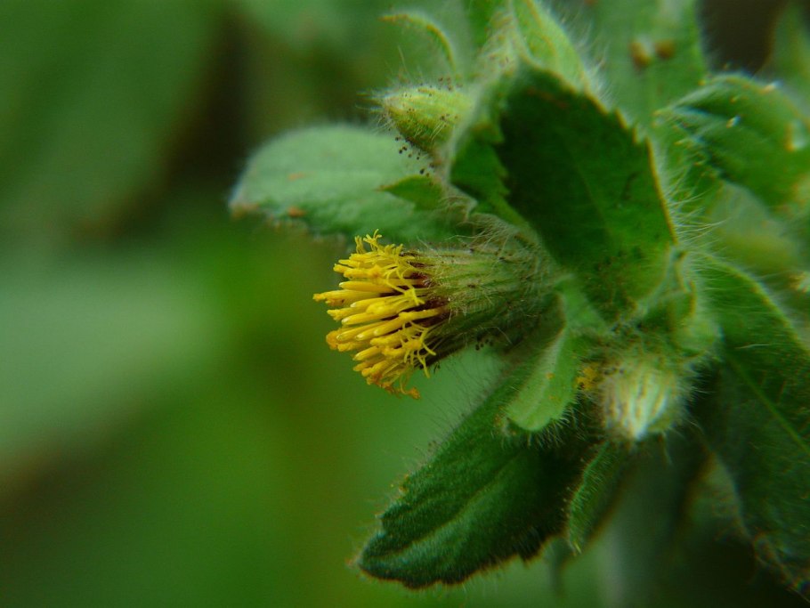 Джинура Прокумбенс