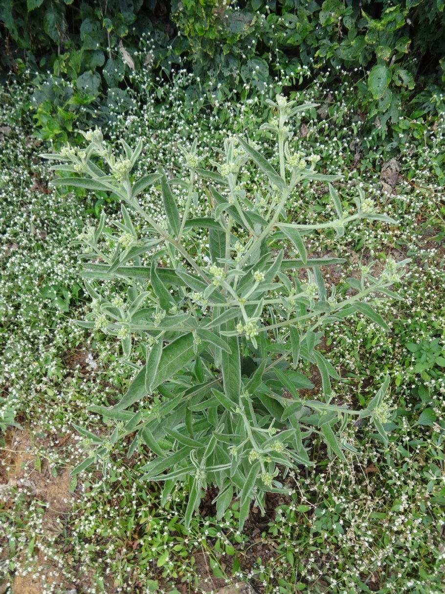 Блюмея камфорная