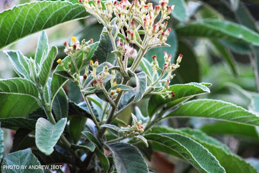 Натуральные Ингредиенты в косметике