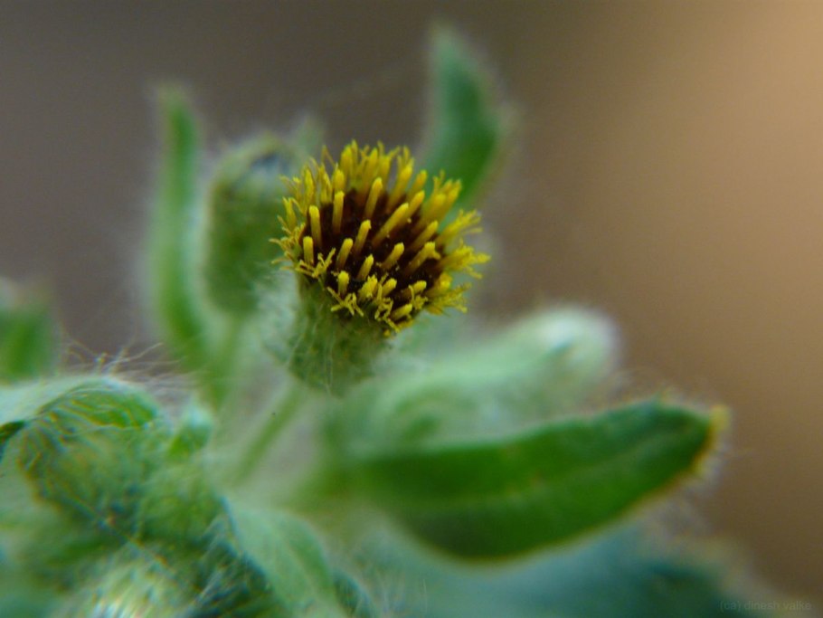 Блюмея растение