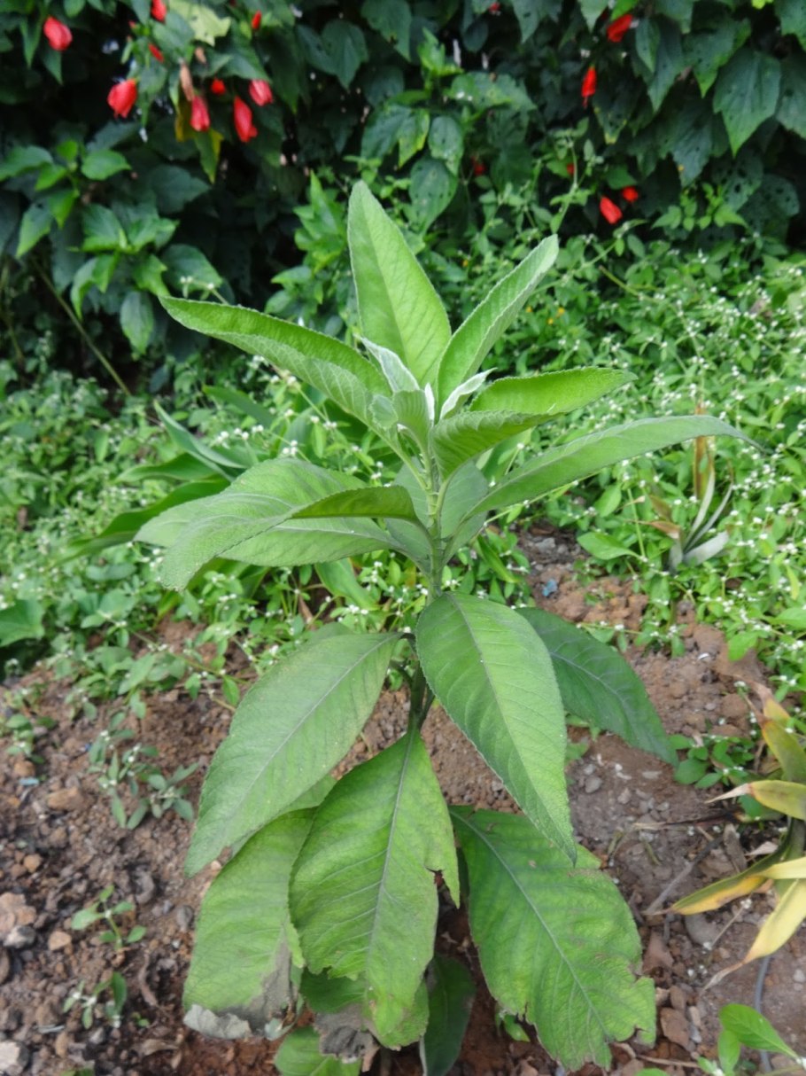 Блюмея камфорная