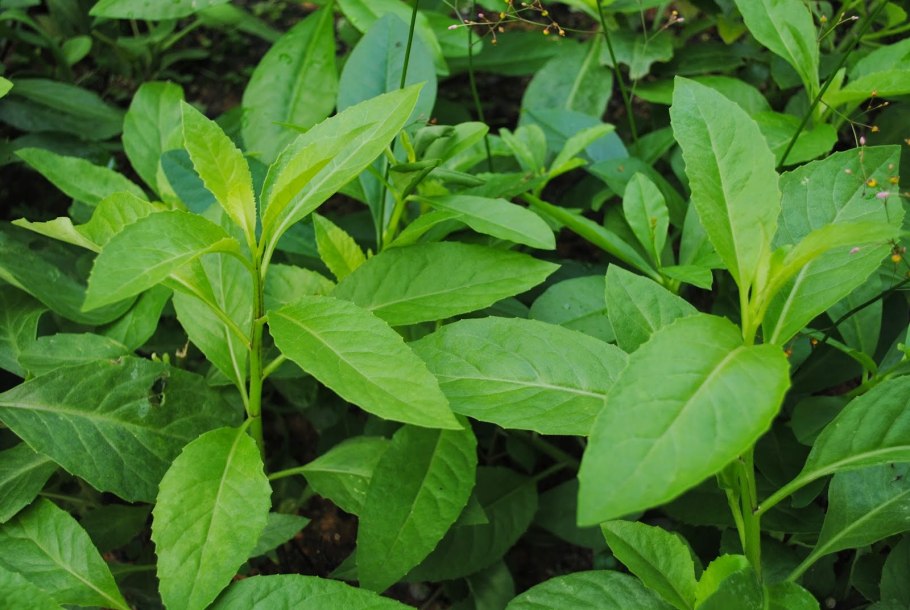 Блюмея камфорная