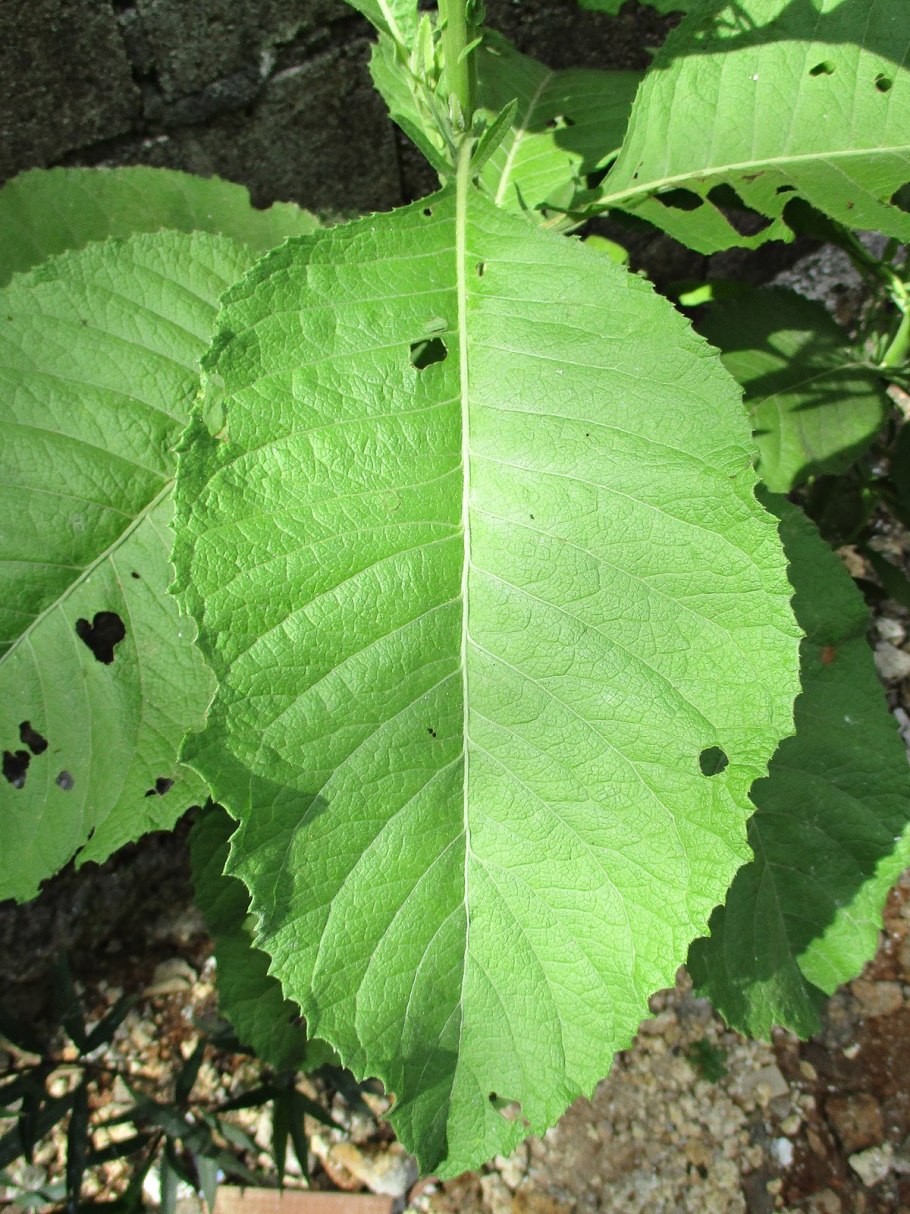 Гинура (Джинура) распростёртая