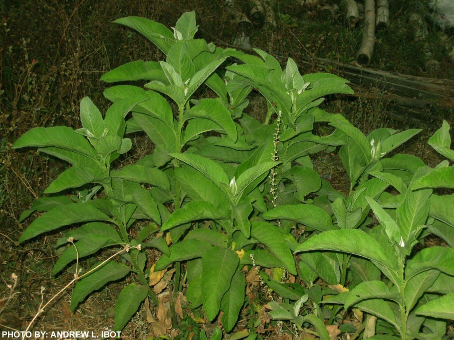 Эфирное масло Rose Hydrosol