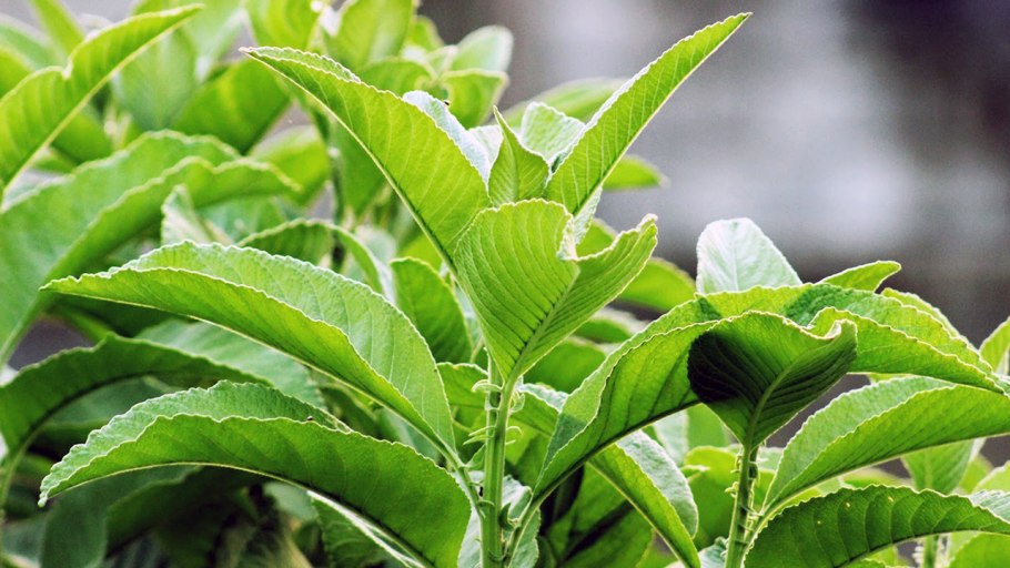 Bulbophyllum lasiochilum Alba