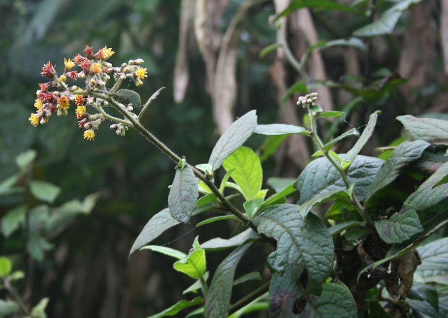 Mycetochara axillaris