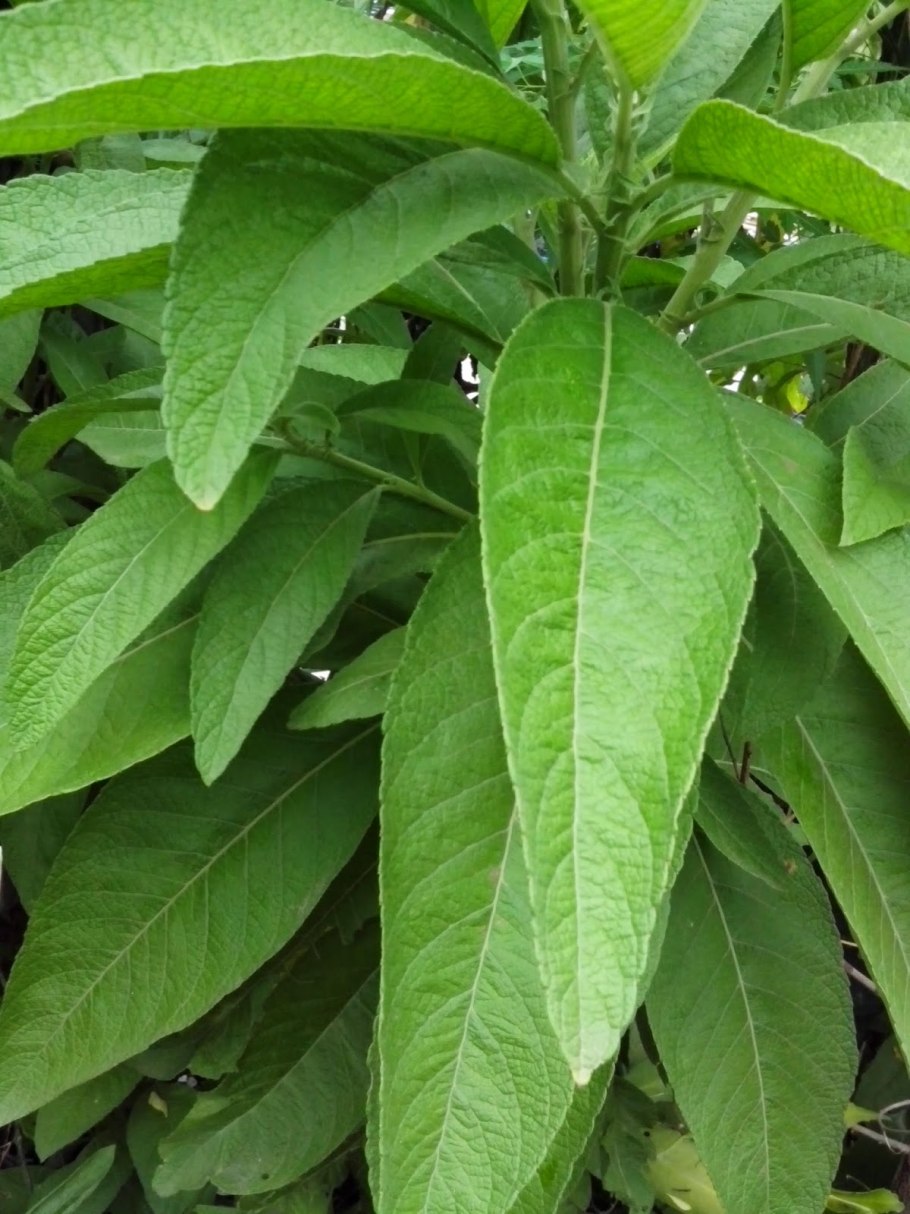 Sambong купить