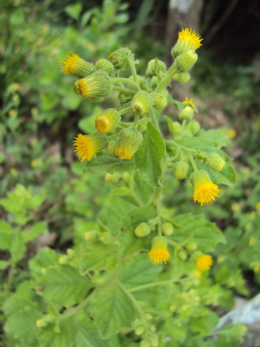 Блюмея камфорная