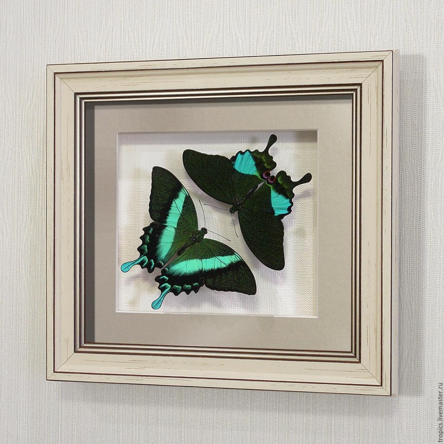 Хирсута ред