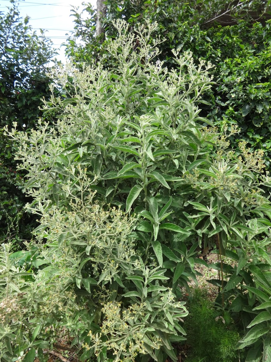 Блюмея бальзамифера