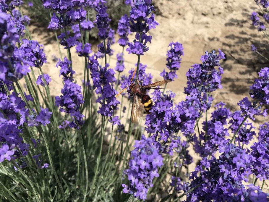 Yashovchi Mitragyna stipulosa