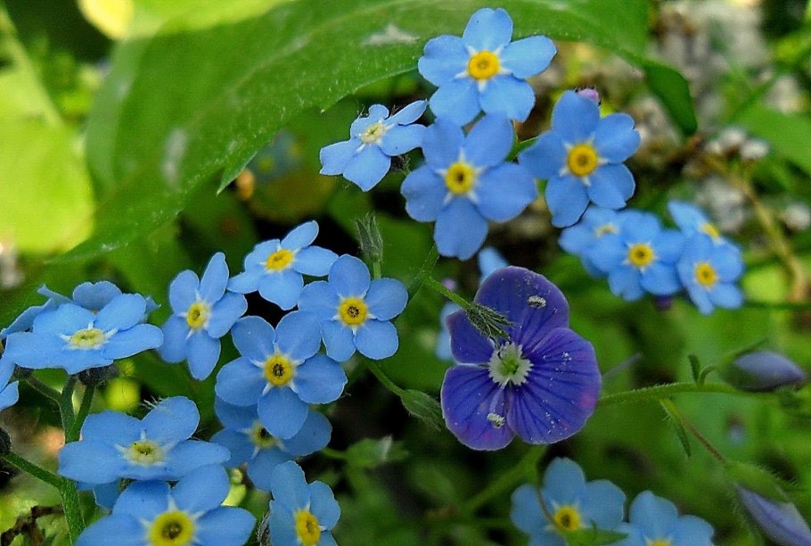 Незабудка Лесная Myosotis sylvatica