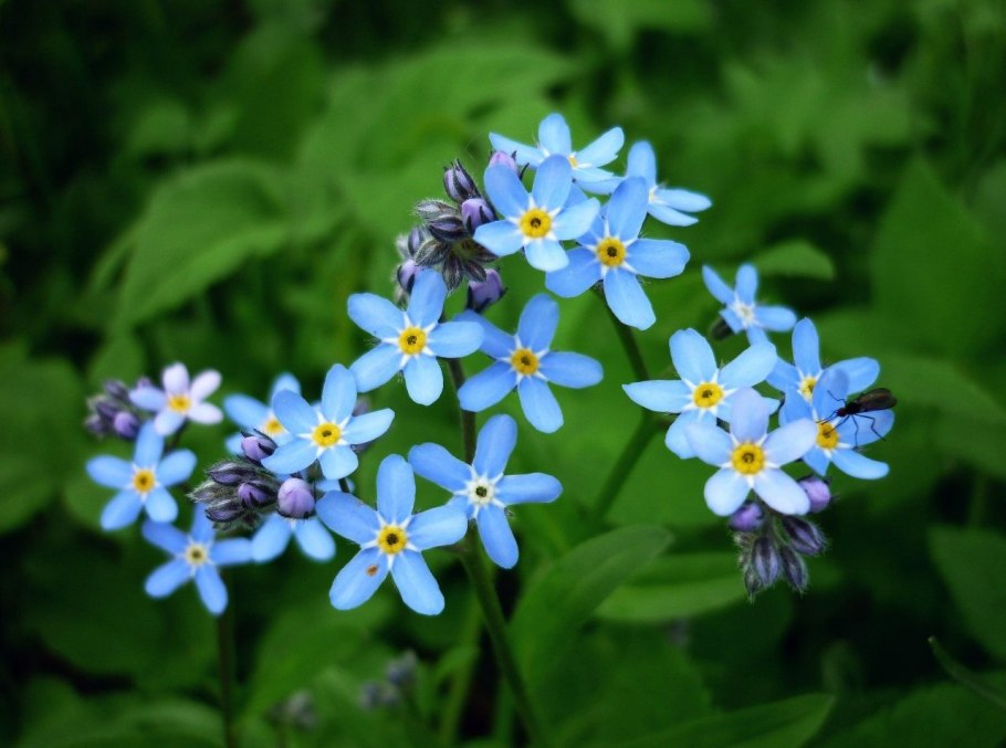 Незабудка Дубравная цветок