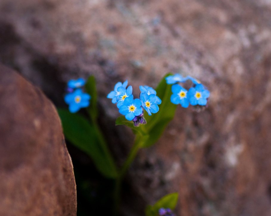 Незабудка Крылова