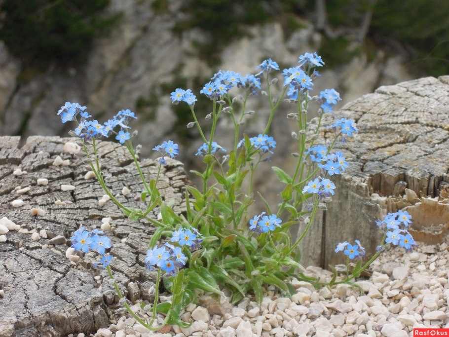 Незабудка Чекановского