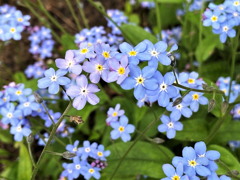 Незабудка мелкоцветковая