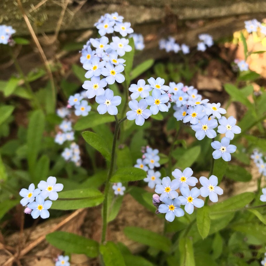 Незабудка соцветие