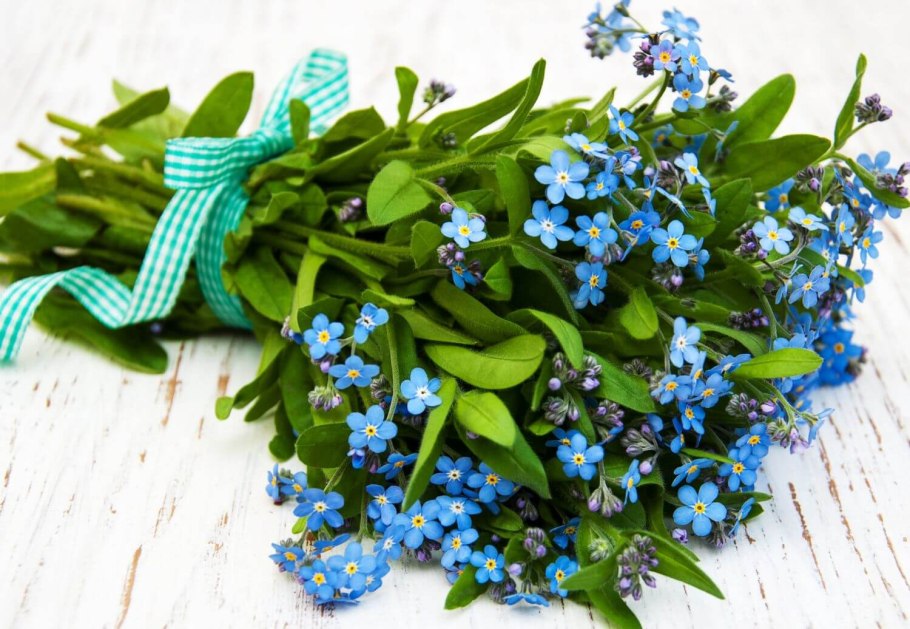 Myosotis sylvatica фото