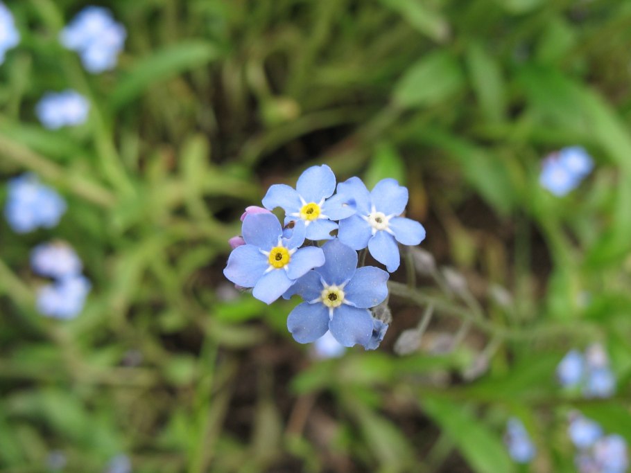 Кулиджанов незабудки
