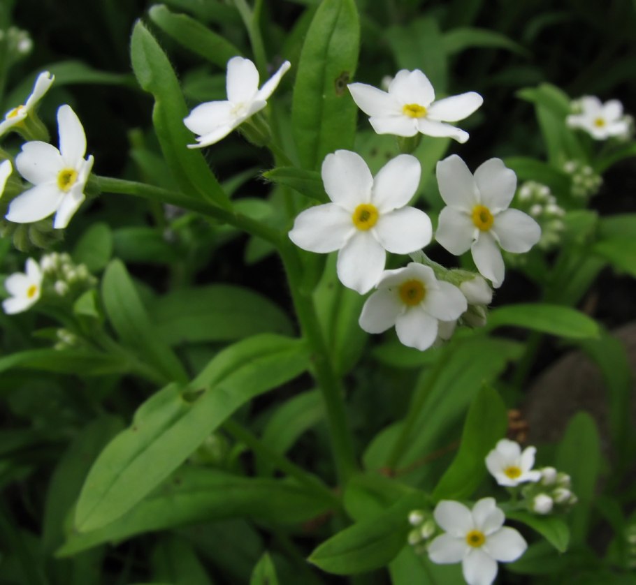 Незабудка Чекановского