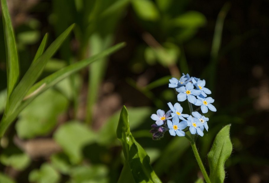Незабудка Дубравная