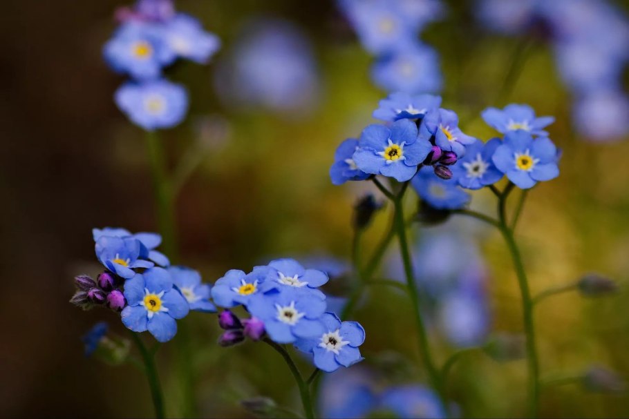 Незабудка мелкоцветная