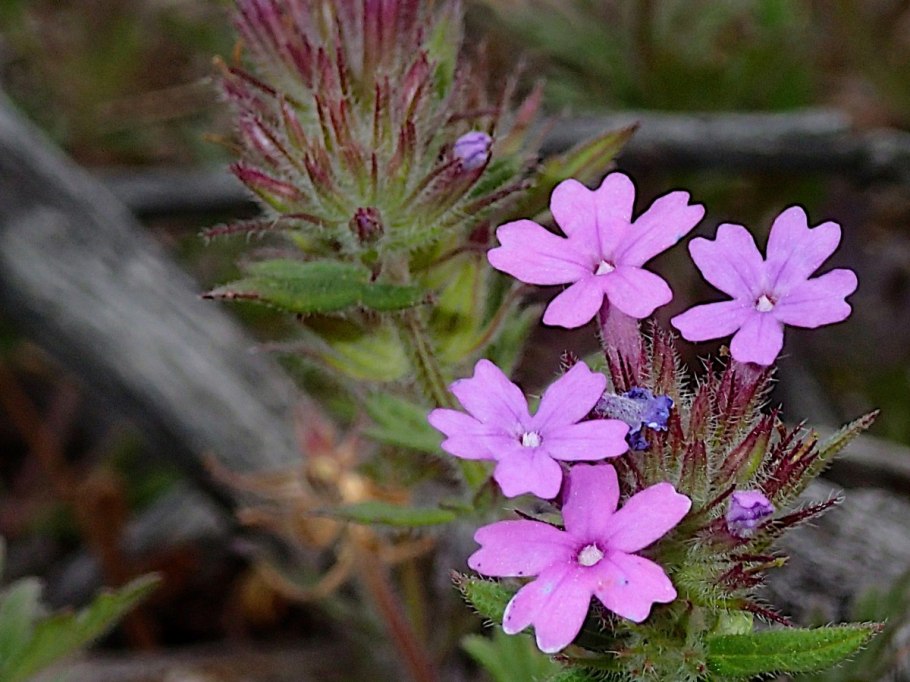 Тимьян малолистный