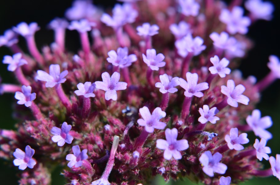 Макросъемка тимьян ползучий (чабрец)