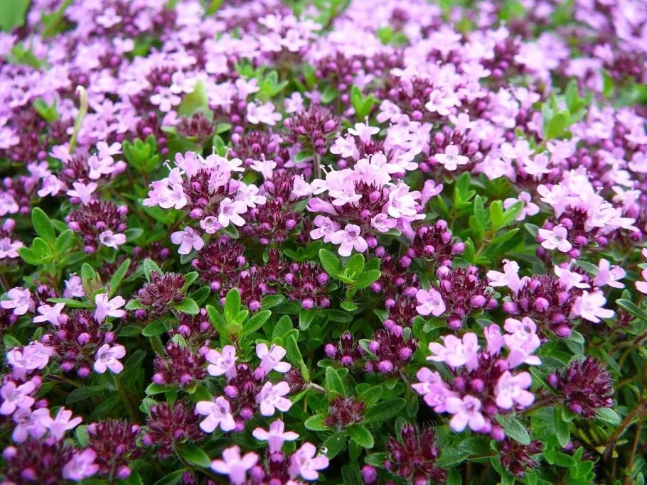 Тимьян (чабрец)