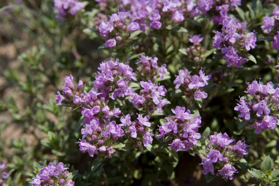 Тимьян Thymus