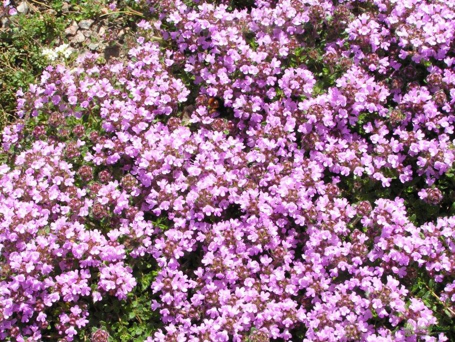 Тимьян ползучий (Thýmus serpýllum)