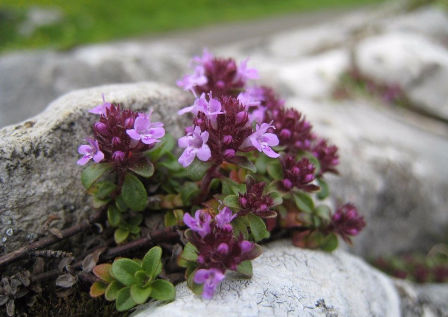 Thymus serpyllum