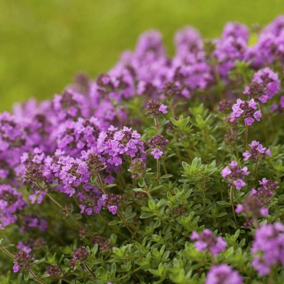 Розмарин это чабрец