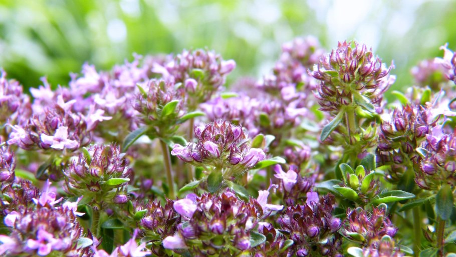 Тимьян ползучий чабрец полевой
