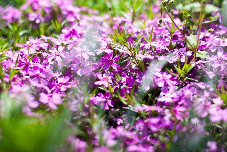 Тимьян красивенький